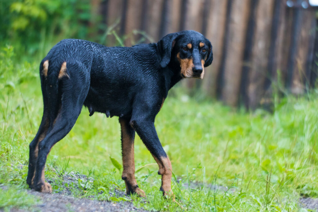 Ungarische Bracke in der Natur