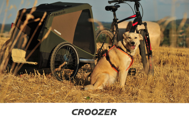 Hundeanhänger fürs Fahrrad: Der Croozer Dog für große Hunde