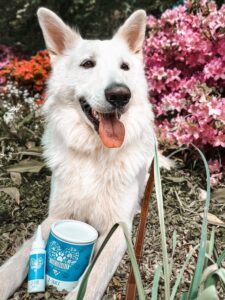 Weißer Schäferhund liegt im Garten