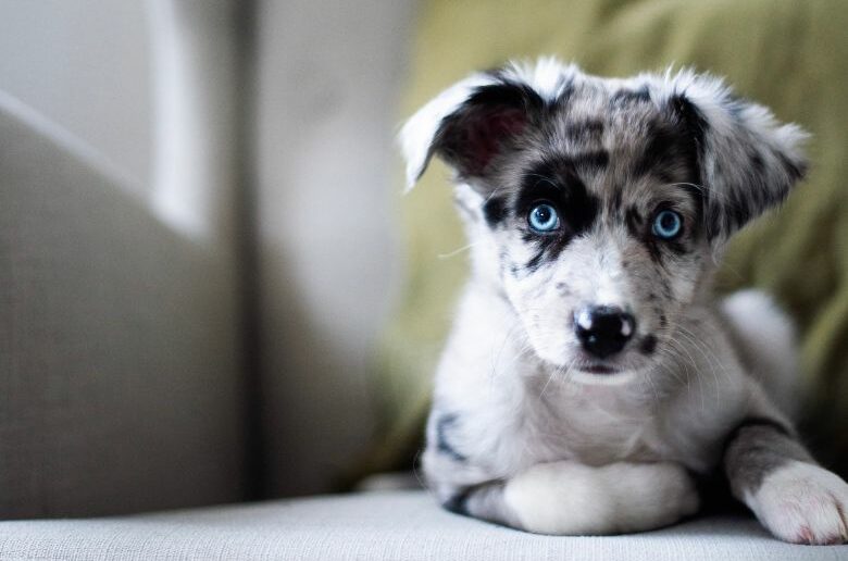 Erster eigener Hund: Welpe auf Sessel