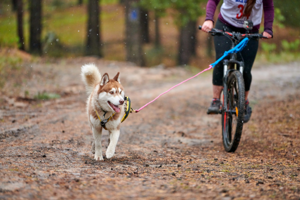 Fahrrad fahren mit Hund