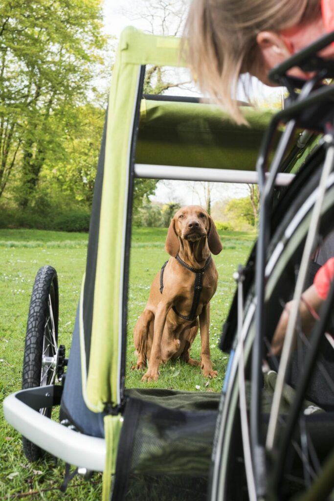 ab wann darf hund am fahrrad laufen