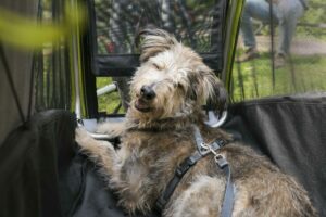 Fahrradfahren-hund-im-anhänger
