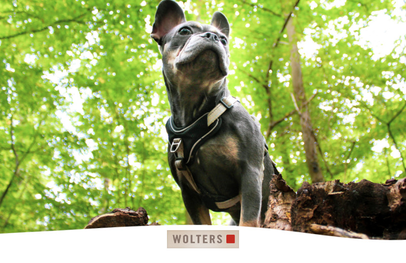 Collier Pour Chien Wolters Active Pro Comfort – Taille 3 (45-52 Cm), Vert/anthracite, Rembourré, Léger Et Réfléchissant