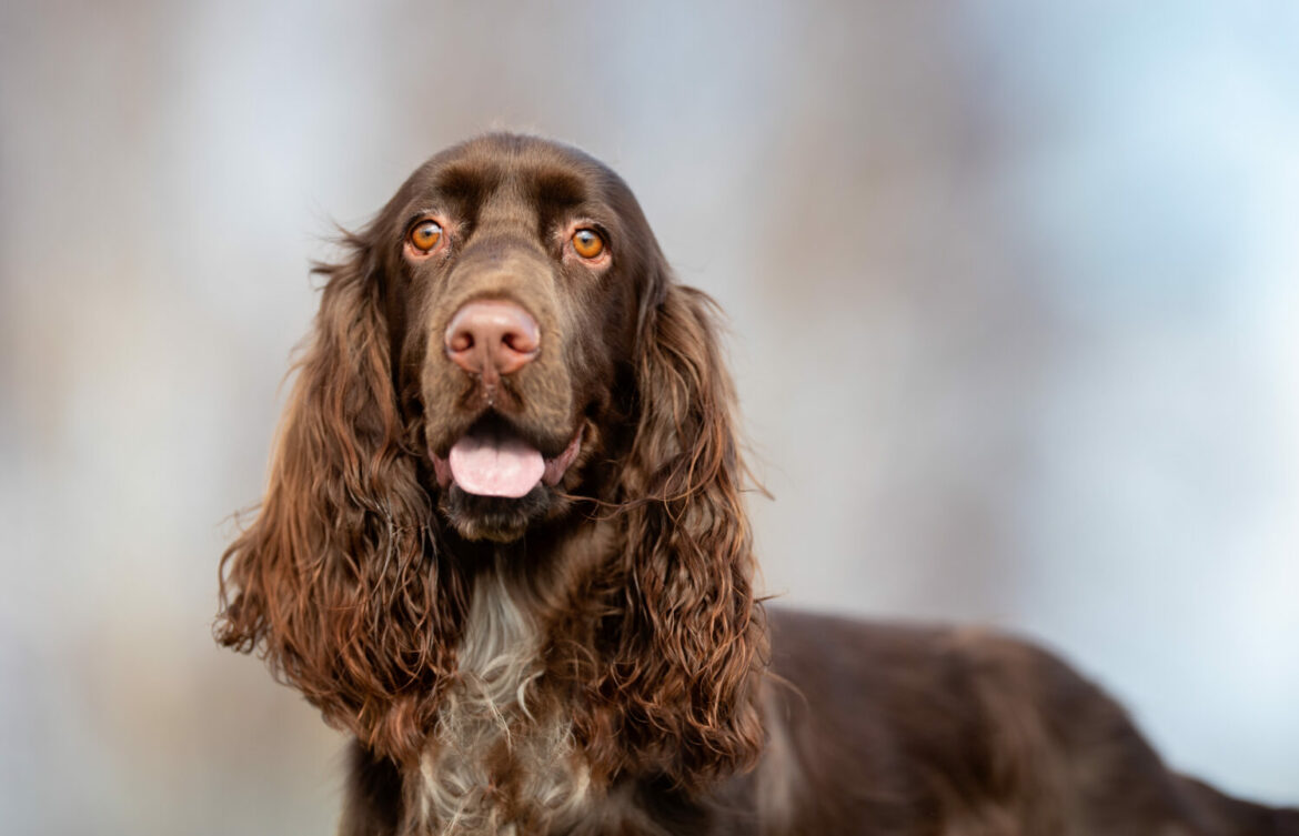 Field Spaniel Steckbrief, Charakter, Wesen und Haltung