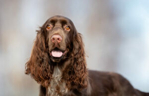 Field Spaniel im Portrait