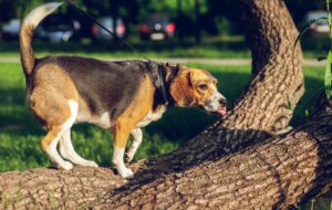 Finnischer Laufhund auf Baum