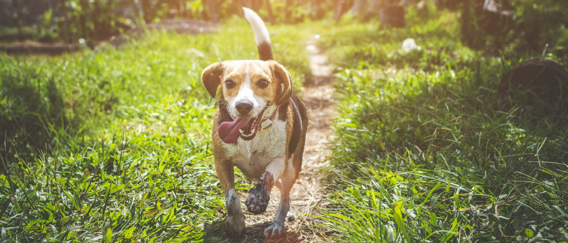 Finnischer Laufhund im Auslauf