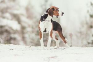 Finnischer Laufhund im Schnee