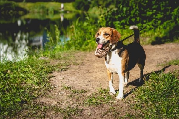 Finnischer Laufhund von der Seite