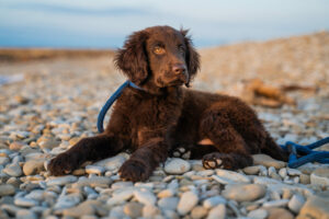 Flat Coated Retriever Welpe