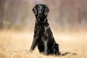 Flat Coated Retriever sitzend