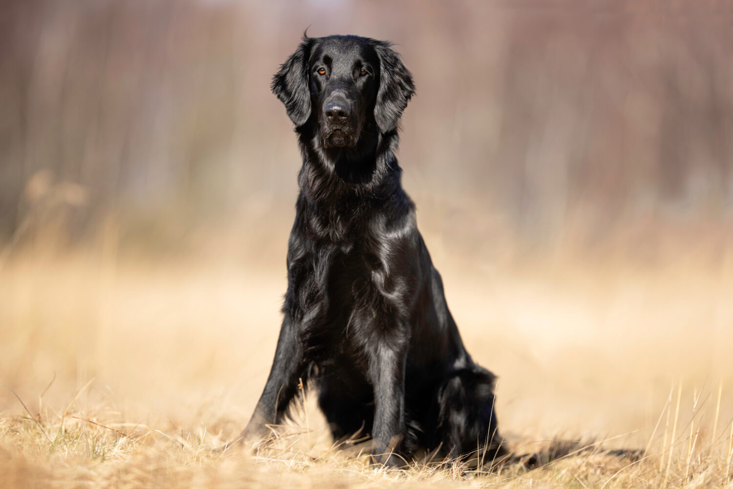 Flat Coated Retriever Steckbrief, Charakter, Wesen und Haltung