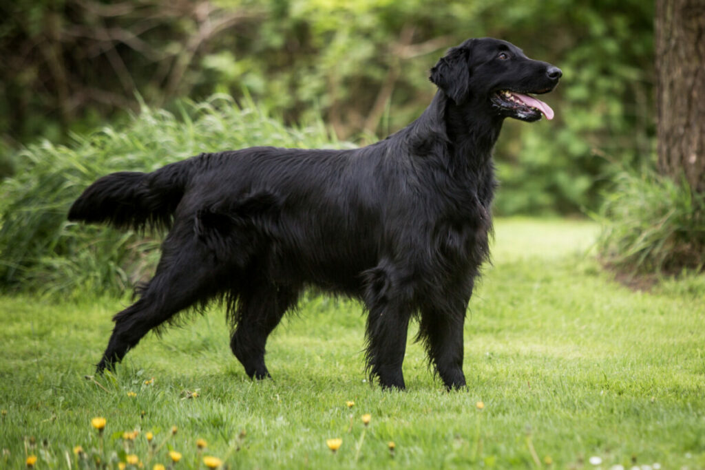 Flat Coated Retriever in der Natur