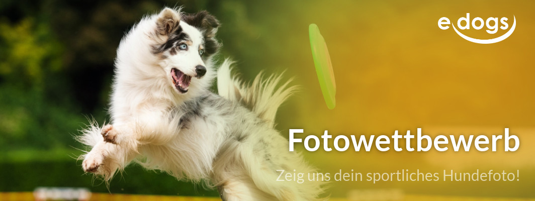 FotowettbewerbedogsSportlich-1064x400