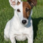 Fox Terrier