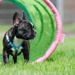 Französische Bulldogge