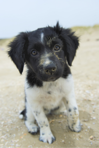 Friesischer Vorstehhund Welpe