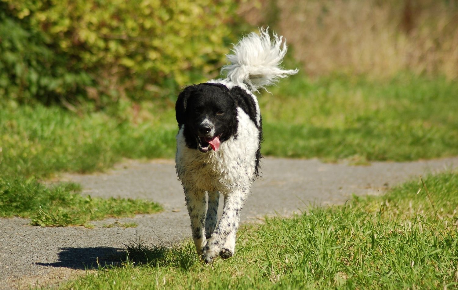 Friesischer Wasserhund im Gehen