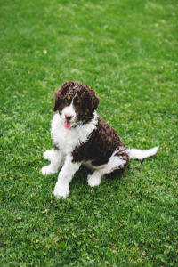 Friesischer Wasserhund im Sitzen