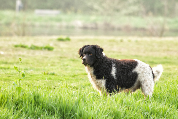 Friesischer Wasserhund in der Natur