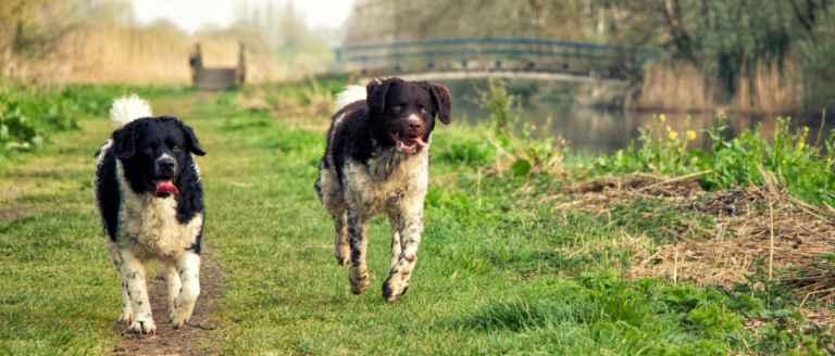 Friesischer Wasserhund