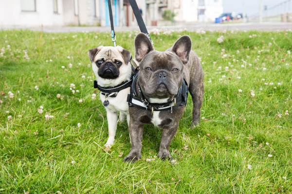 Frug: Französische Bulldogge und Mops stehen nebeneinander
