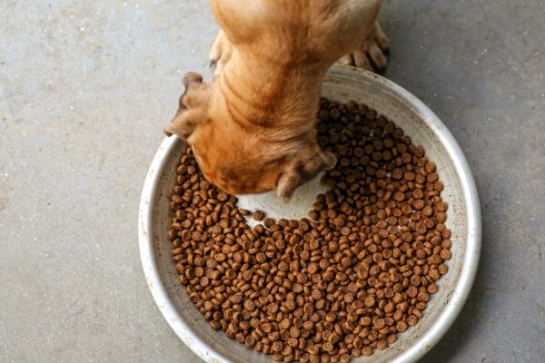 Futtermittelallergie Hund