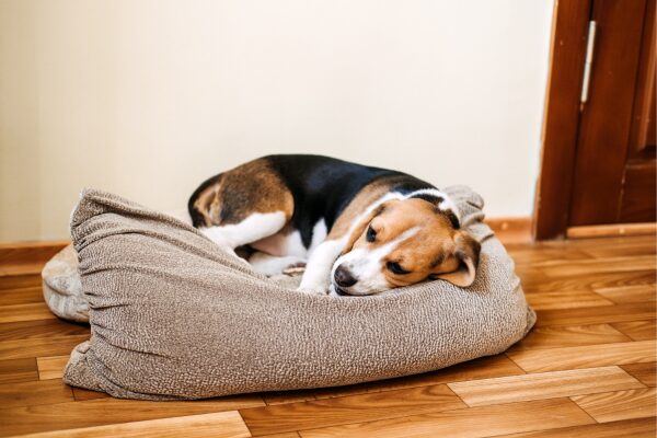 Futtermittelallergie Hund