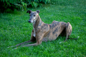 Galgo Espanol im Liegen