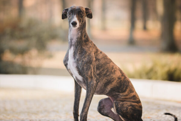Windhunde: Galgo Espanol im Sitzen