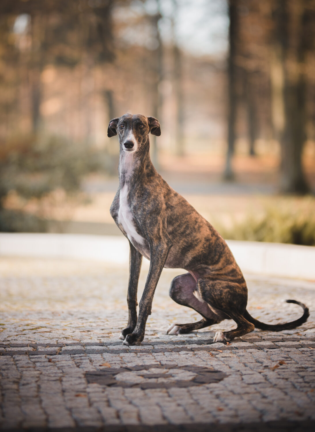 Windhunde: Galgo Espanol im Sitzen