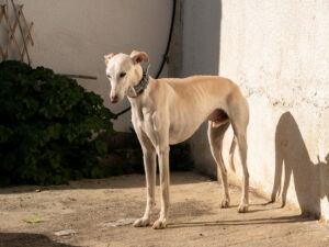 Galgo Espanol von der Seite