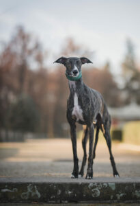 Galgo Espanol im Portrait