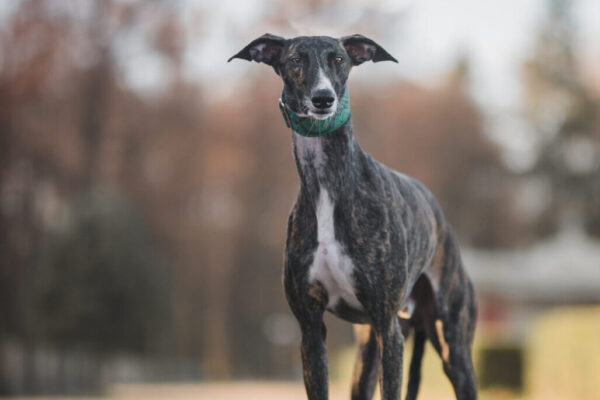 Galgo Espanol im Portrait