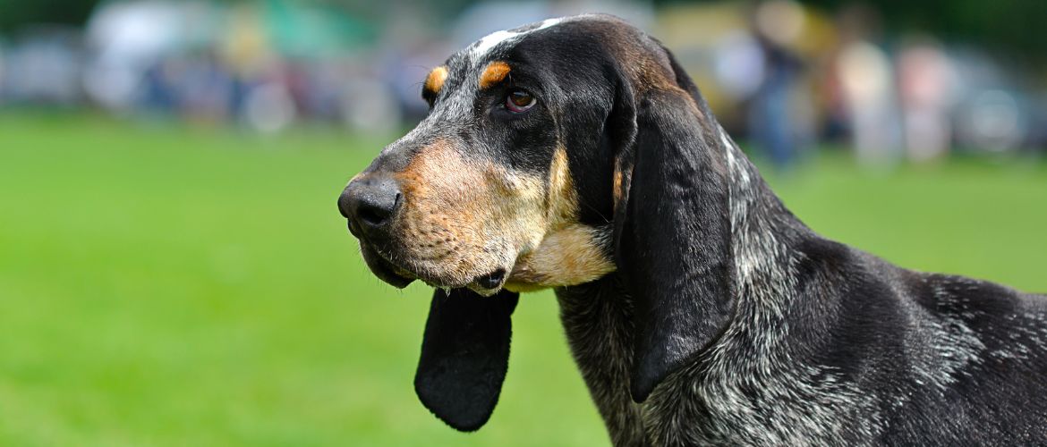 Gascon Saintongeois Steckbrief, Charakter, Wesen und Haltung