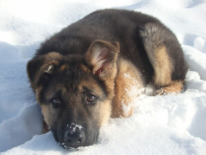 Germanischer Bärenhund im Schnee