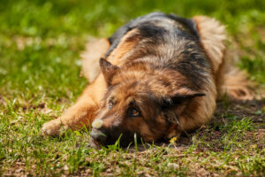 Germanischer Bärenhund in der Natur