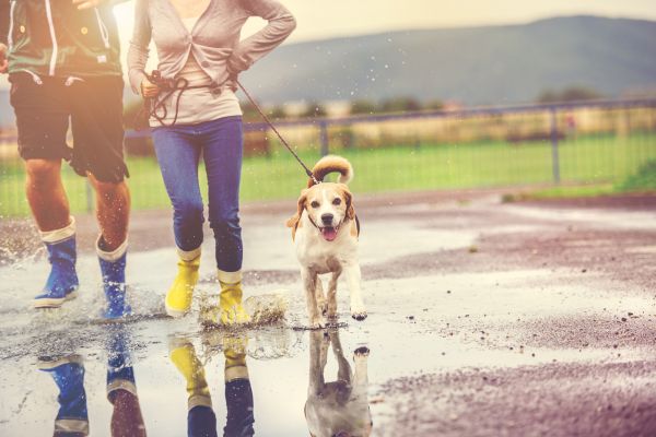 Geschenke für Hundebesitzer: Pärchen geht bei Regen mit Hund Gassi
