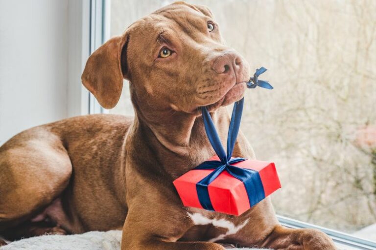 Geschenke für Hundebesitzer – das sind die Geheimtipps!