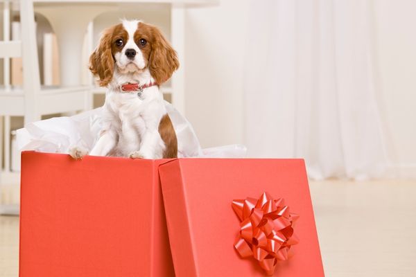 Geschenke für Hundebesitzer: Hund in Geschenkbox