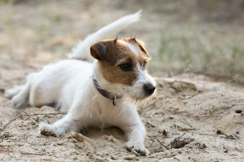 Gesunde Hunderassen: Parson Jack Russel liegt im Sand.