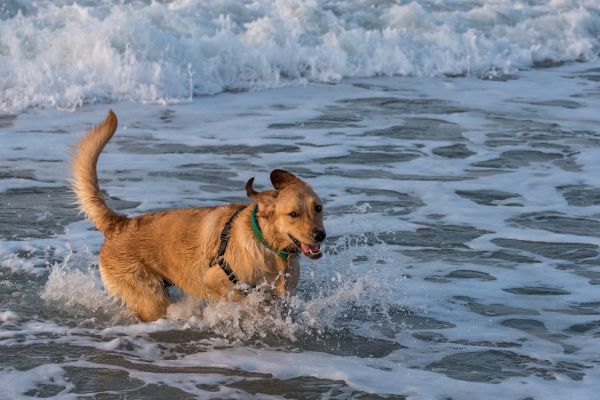 Ein Goldador im Meer.