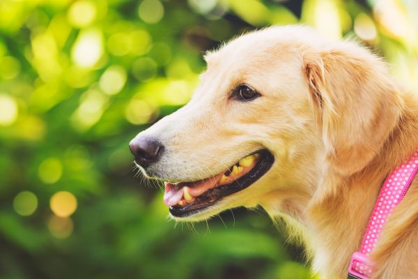 Golden Dox im Seitenprofil