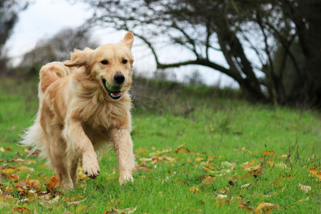 Golden Retriever beim Hundesport