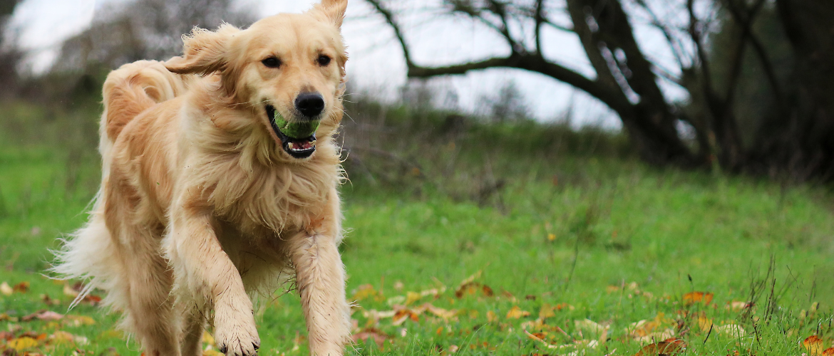 Golden Retriever - GolDen Retriever Im Auslauf