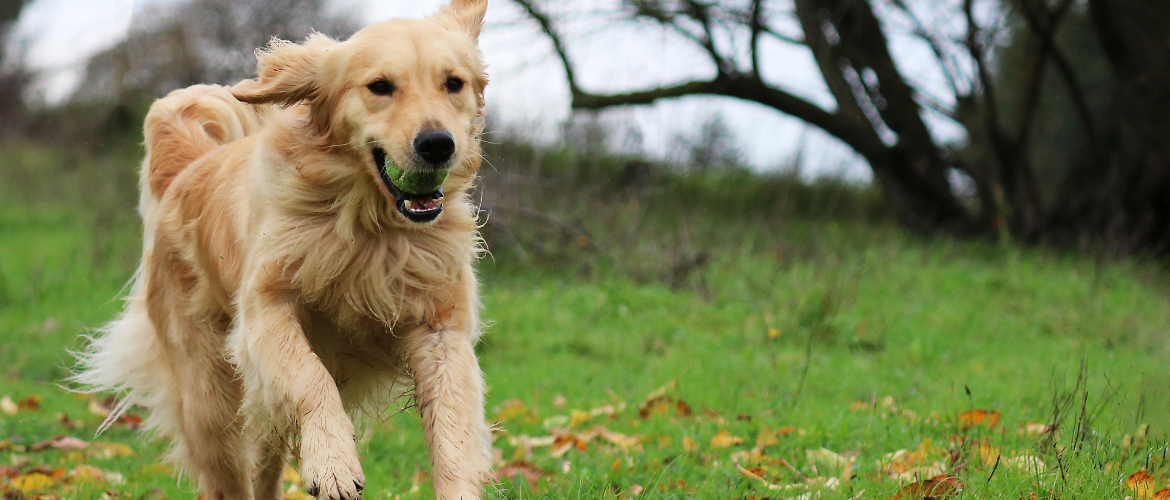 welche farbe hat ein golden retriever