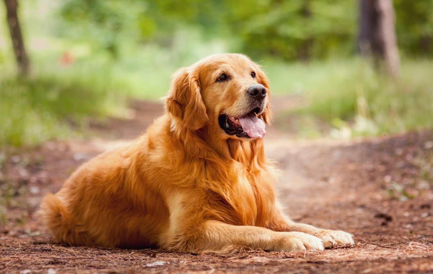 Golden Retriever im Liegen