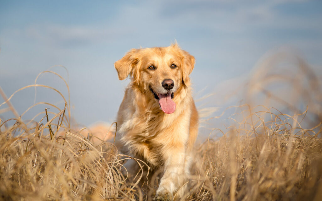 Golden Retriever im Portrait