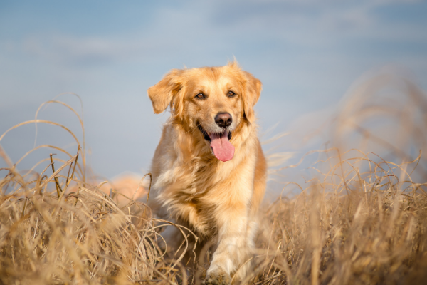 Golden Retriever im Portrait